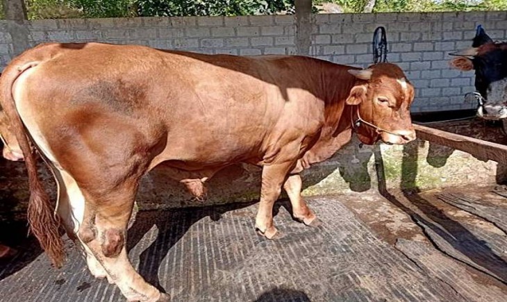 Foto : Ditjen PKH Kementan Menekankan Pelaksanaan Kurban Tetap Harus Memperhatikan Protokol. Sumber Foto : Dunia Sapi