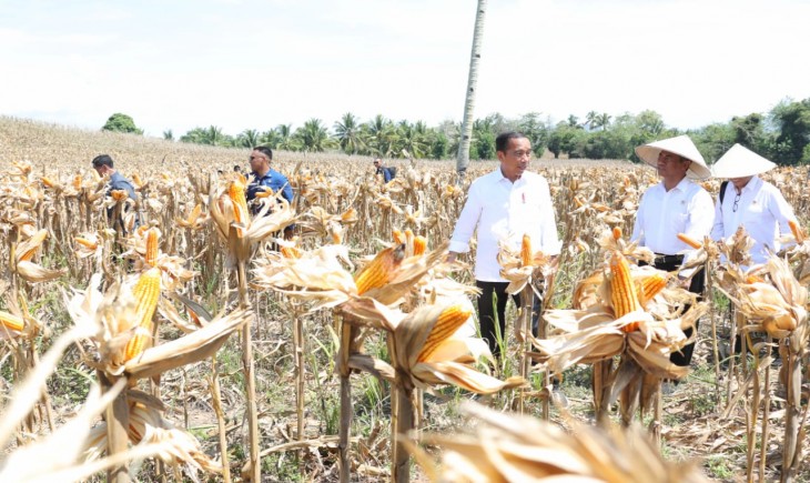Presiden Jokowi bersama Mentan Andi Amran Sulaiman meninjau jalannya panen raya jagung di Desa Kotaraja, Kecamatan Dulupi, Kabupaten Boalemo, Provinsi Gorontalo. (Foto: Dok. Kementan)