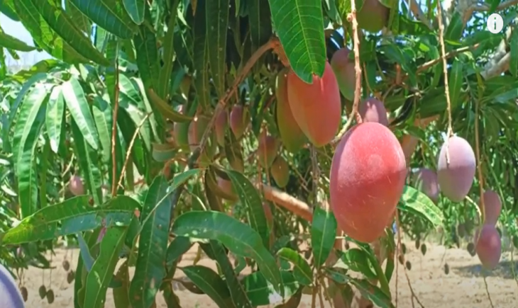 Foto : Mangga Varietas Garifta Merah.
