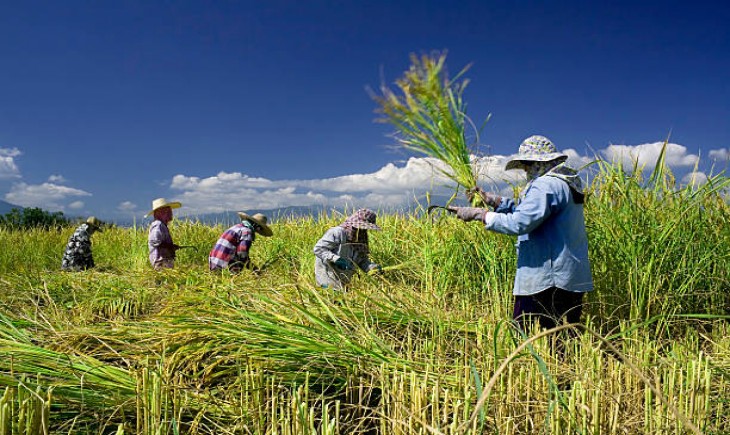 "Ilustrasi" Gabah padi. (Foto: iStockphoto)