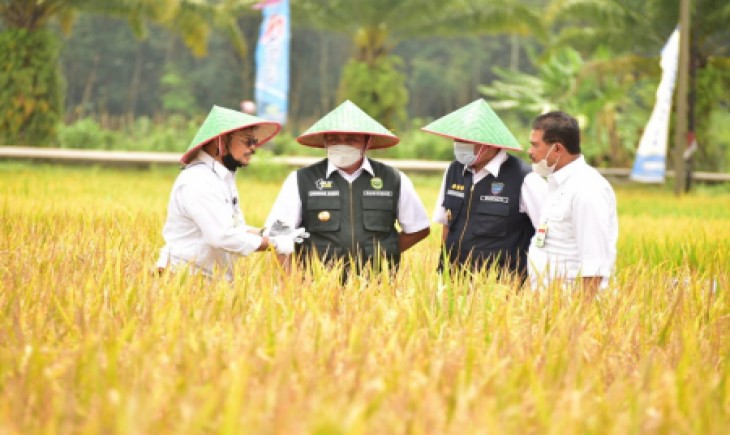 Foto : Lahan Rawa Lebak Lebih Memiliki Prospek Yang Besar Untuk Dikembangkan Menjadi Lahan Pertanian .