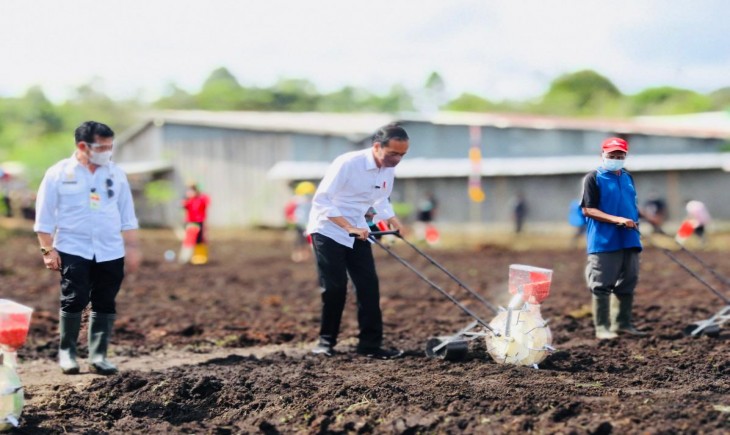 Foto : Presiden Joko Widodo Didampingi Mentan SYL Melakukan Tanam Jagung Bersama Petani di Kelurahan Klamasen Distrik Mariat Kabupaten Sorong, Papua Barat.