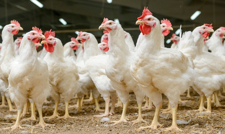 UGM temukan solusi pakan ayam rendah protein tanpa risiko lemak tinggi. (Foto : Ijokota)
