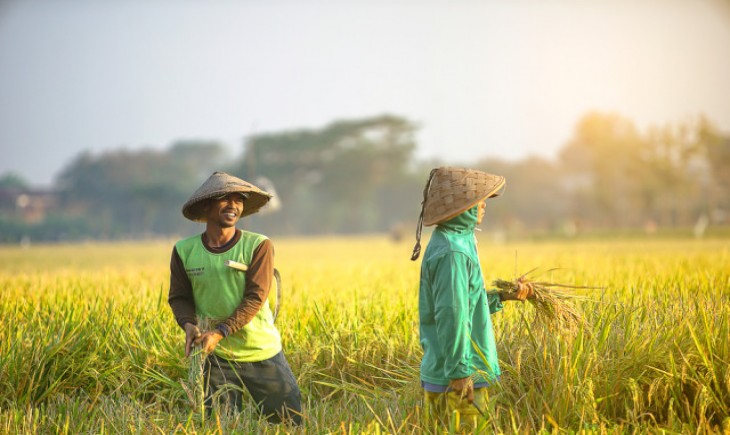 Foto :  Petani Kecewa dengan Rencana Impor Beras yang akan Dilakukan Oleh Pemerintah. Sumber Foto : kumparan.com