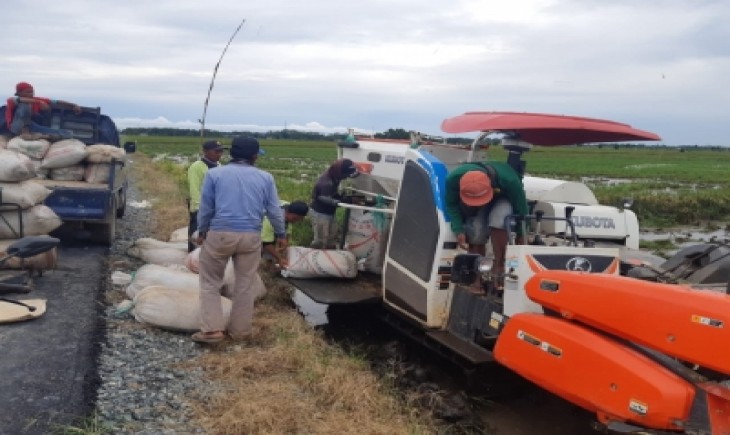 Foto : Panen Padi Di Kawasan Food Estate, Kalimantan Tengah.