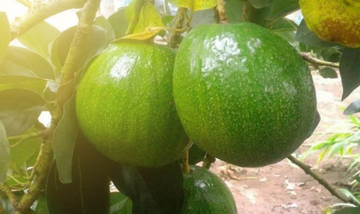 Foto : Pohon Alpukat Varietas Kendil.