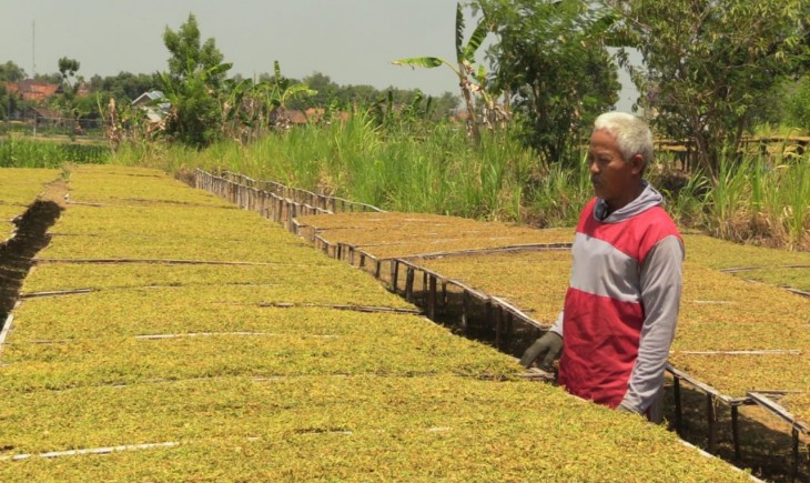 Petani di Rembang sedang merajang tembakau yang ia panen  (Humas Pemprov Jateng)