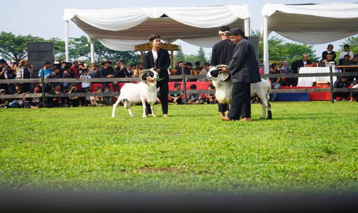Festival Ketangkasan Domba di Kabupaten Bogor. (Egi/PanganNews.id)