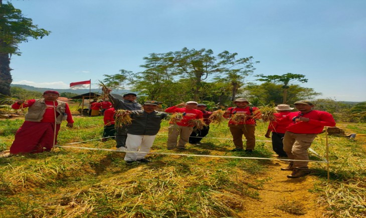 Foto : Petani Binaan UPLAND Project di Madura Panen Melimpah Bawang Merah Organik Varietas Baru