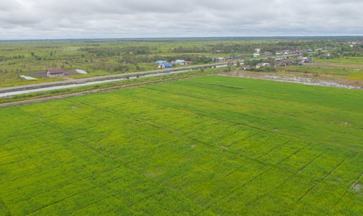 Foto : Program Food Estate di Kabupaten Pulang Pisau (Pupis) dan Kabupaten Kapuas di Kalimantan Tengah (Kalteng).