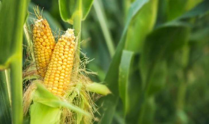 Foto : Pertanaman Jagung. Sumber Foto : Haibunda.com