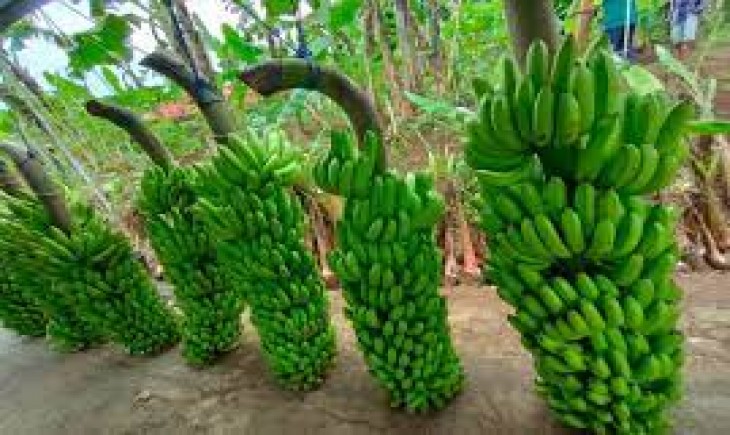 Pisang Varietas Sang Mulyo. (Sumber Foto : Ircham Riyadi)