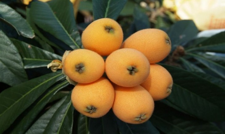 Foto : Buah Biwa. Sumber Foto : IDN News