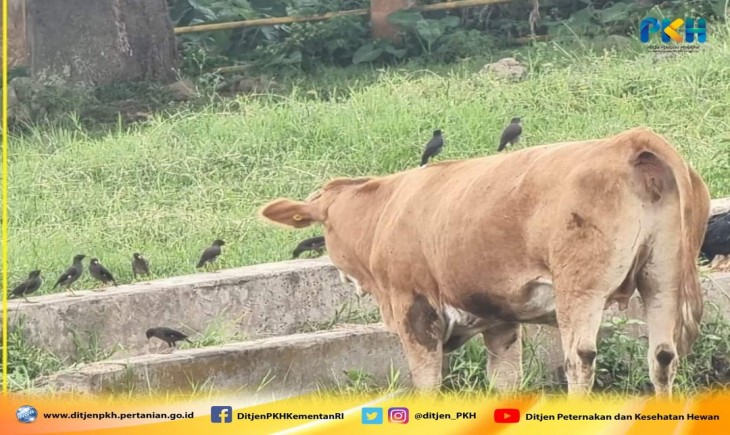 Foto : UPT Kementerian Pertanian Berupaya Berantas Parasit Pada Hewan Ternak Sapi.