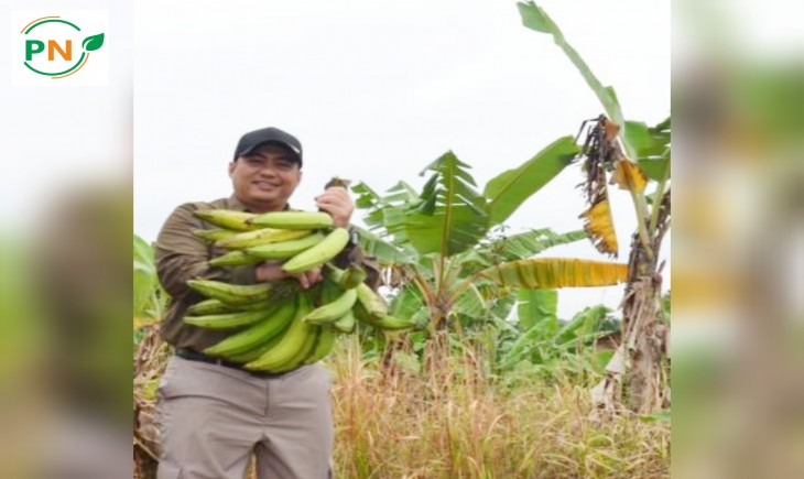 Foto : Kepala Balai Pelatihan Lampung panen pisang di kebun Bapeltan Lampung.