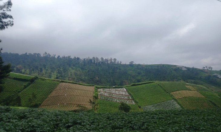 Foto : Ketersediaan Sayuran di Kabupaten Boyolali Aman Selama Ramadan hingga Hari Raya Idul Fitri.