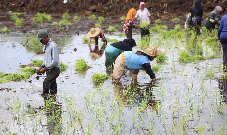 Puncak Musim Hujan, BMKG : Momentum Tingkatkan Produksi Pangan Nasional. (Foto: dok. Kementan)