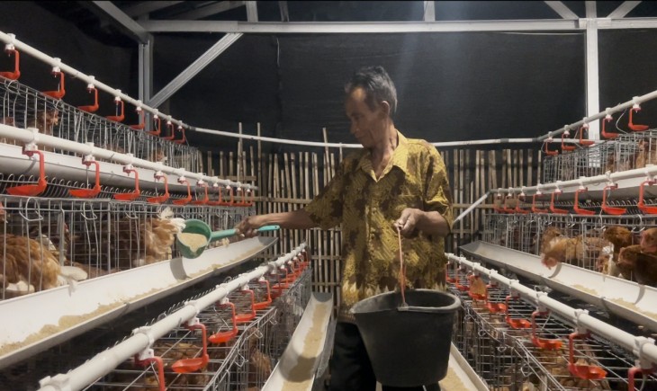 Harga Pakan Ternak Terkendali, Didukung Instrumen Stabilisasi Jagung. (Foto: dok. Kementan)
