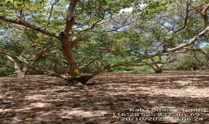 Foto : Kebun Pohon Jambu Mete di Kabupaten Lombok Timur .
