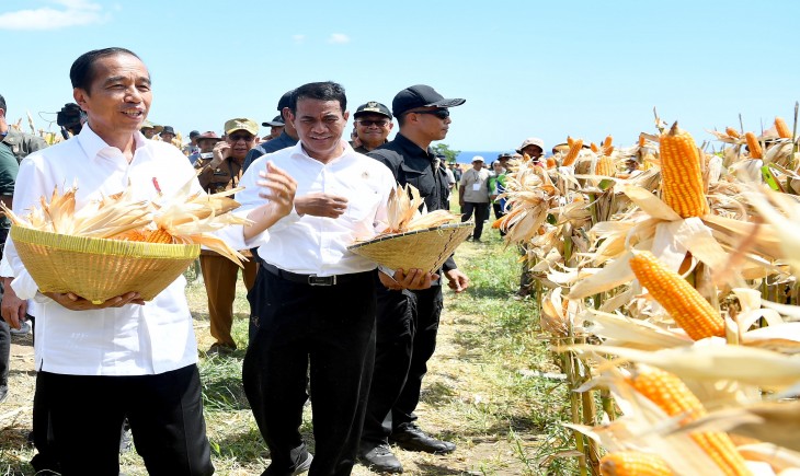 Presiden Jokowi didampingi Mentan, Andi Amran Sulaiman dan Menteri Perdagangan, Zulkifli Hasan, mengunjungi panen jagung Poktan Kedewan, Kelurahan Brang Biji, Kecamatan Sumbawa, Kabupaten Sumbawa, Nusa Tenggara Barat (NTB). (Foto: Dok. Kementan)