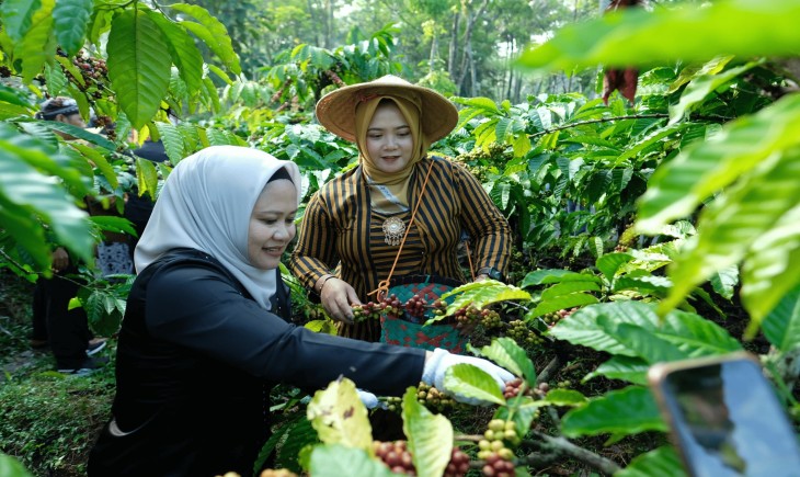 Pj. TP PKK Indira AGung Prabowo melakukan petik kopi.