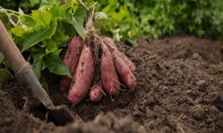 Ubi rambat telah meroket dalam sebulan terakhir, mencapai Rp 5.500 per kilogram.