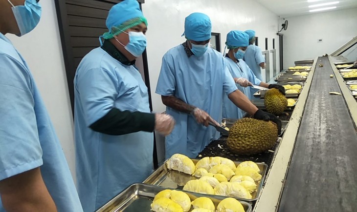Kementan Gencar Dukung Durian Penuhi Persyaratan Ekspor . (Dok. Kementan)