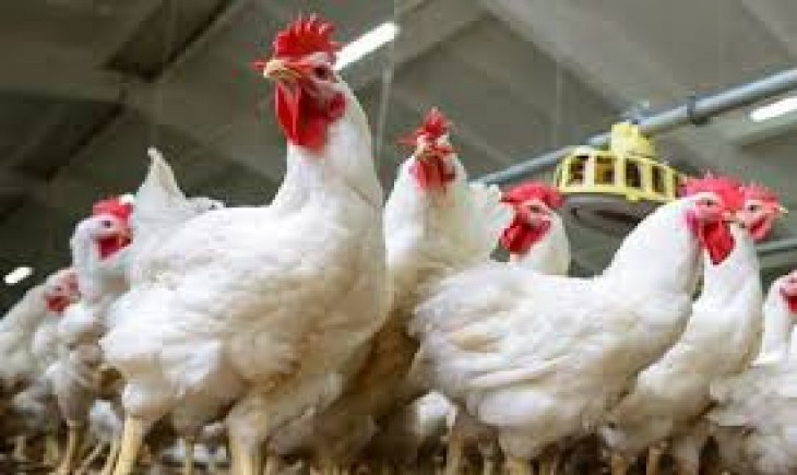 Foto : Ditjen PKH Memberikan Apresiasi Terhadap Capaian Penyerapan Ayam Potong (livebird) Kepada Perusahaan Pembibit Ayam Ras.