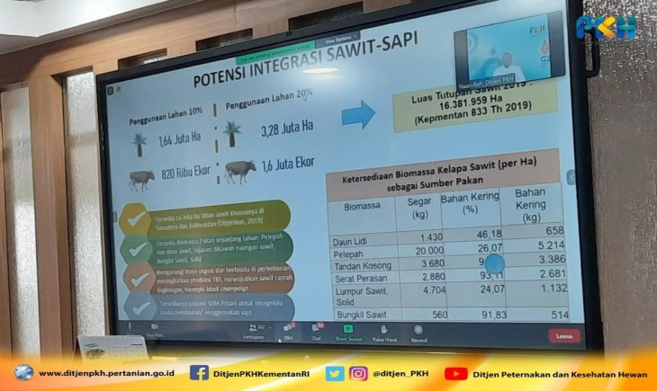 Foto : Kementerian Pertanian Melalui Ditjen PKH Terus Berupaya Meningkatkan Produksi Daging Sapi Melalui Program Terobosan Sistem Integrasi Sapi Dengan Sawit.
