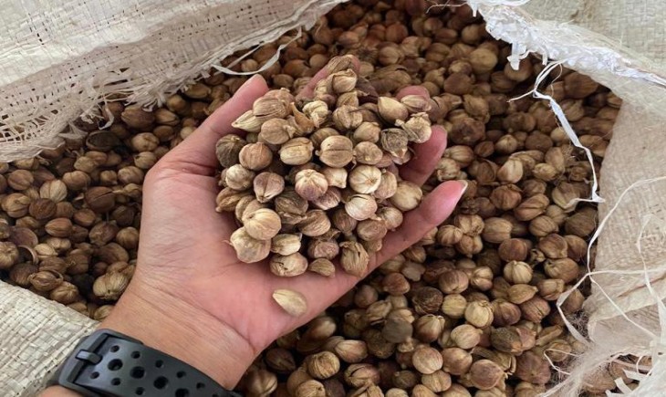 Ditjen Hortikultura Kementan bekerja sama dengan Kabupaten Lumajang melakukan pelepasan ekspor kapulaga. (Dok. Kementan)