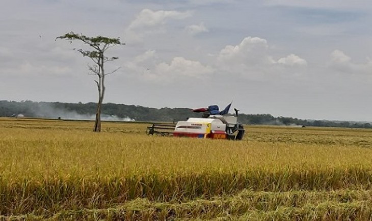Foto : Beberapa Daerah di Indonesia Akan Memasuki Musin Panen.