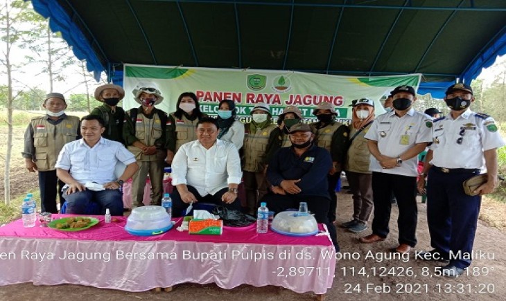 Foto : Panen Raya Jagung Bersama Bupati Pulang Pisau di desa Wono Agung Kec.Maliku.