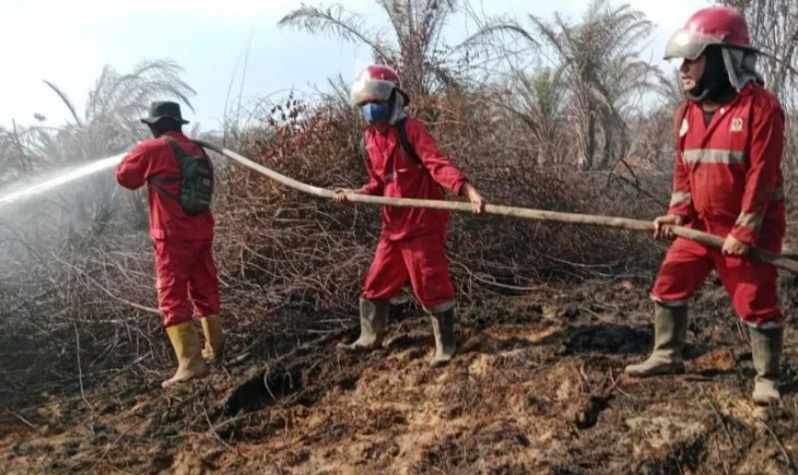 Kebakaran lahan gambut di Mukomuko hanguskan 13,58 hektare kebun sawit. (Foto : Antara)