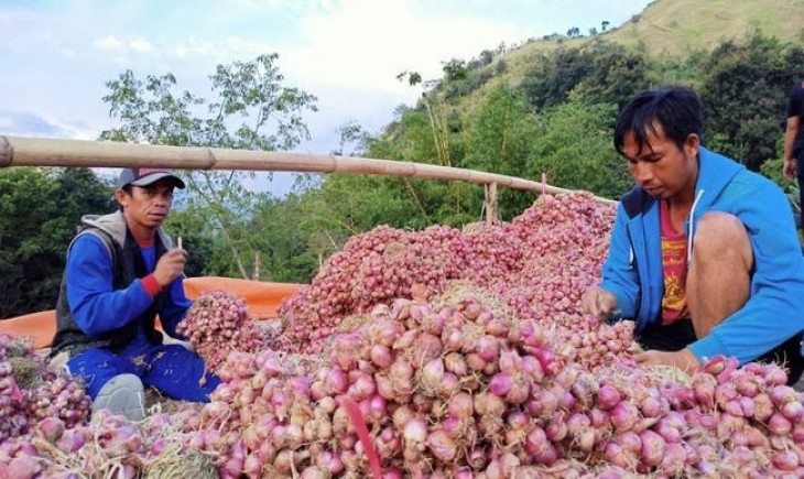 Ilustrasi petani bawang di Enrekang. (Pemkab Enrekang)