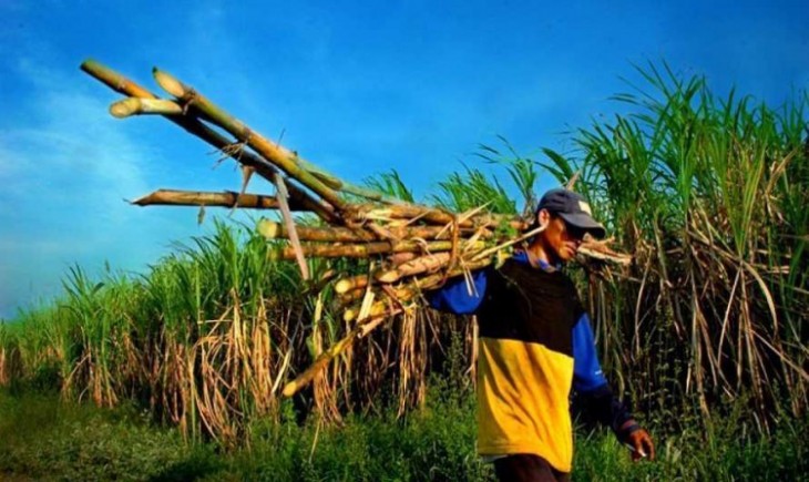Ilustrasi Petani tebu saat di ladang (Istimewa/ Investordaily)