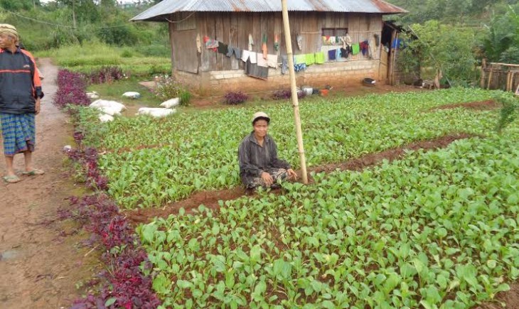 Ilustrasi petani sayuran (Pemkab Manggarai)