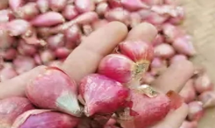 Dipilihnya bawang merah karena tanaman bawang merah lebih berkembang dibanding bawang daun (Istimewa)