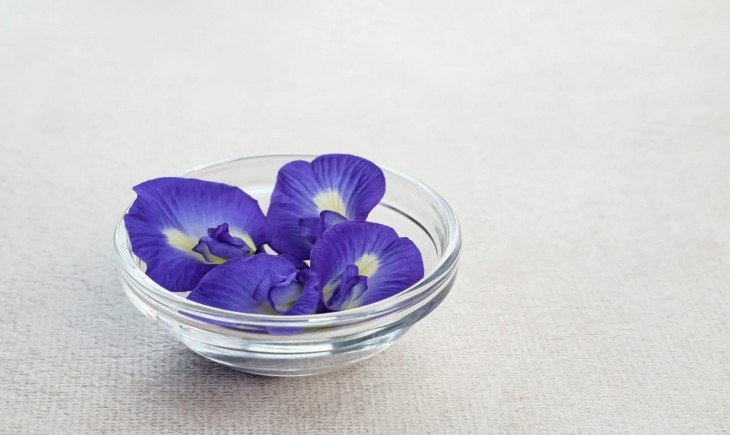 Clitoria ternatea biru atau bunga telang (Halodoc/istimewa)