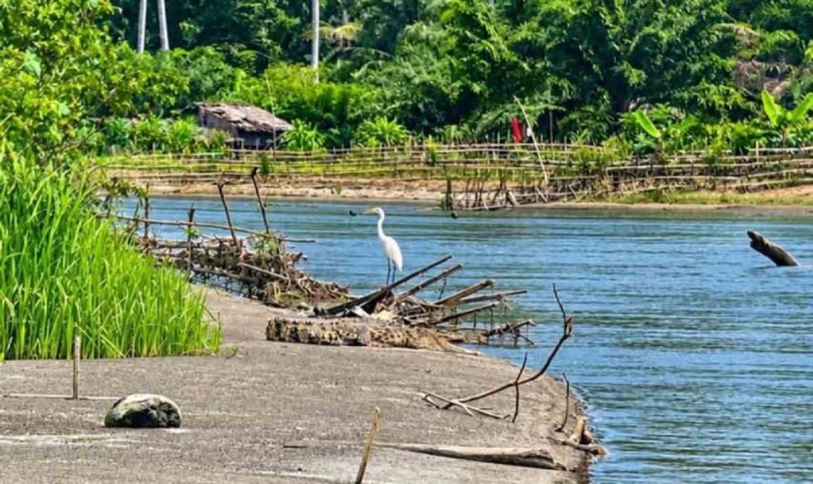 Buaya muara muncul di Krueng Kluet, Gampong Kedai Padang, Kecamatan Kluet Utara, Kabupaten Aceh Selatan, Minggu (18/10/2026). (Foto: ANTARA/HO-Keuchik Kedai Padang)