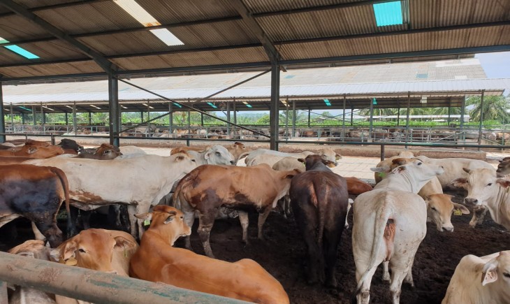Foto : Kementerian Pertanian Melalui Ditjen PKH Menyampaikan Stok Daging Sapi Aman dan Pedagang Jabodetabek Sudah Mulai Berjualan.