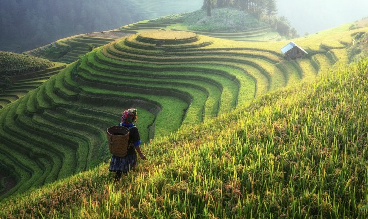 Inovasi dan kebijakan subsidi dorong peningkatan kualitas beras di China. (Foto : Pixabay)