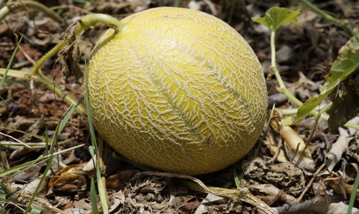 Panen melon di Langkat (Istimewa)