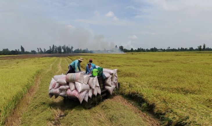 Bulog catat produksi 14.236 ton gabah dari program kemitraan nasional. (Foto : ilustrasi)