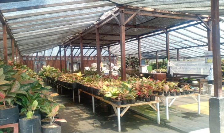 Foto : Kampung Aglaonema. Sumber Foto : Inijabar.com