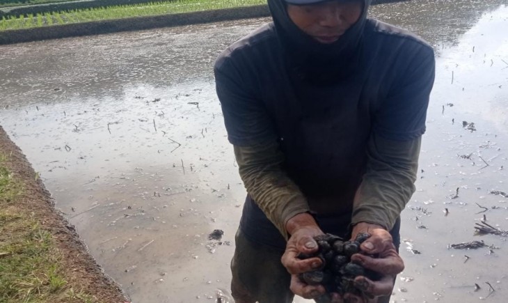 Hama keong mas yang dijadikan pupuk organik petani (Baznas)