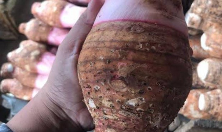 Desa Selawangi, Tanjungsari, Kabupaten Bogor, kini menjadi pusat produksi talas ungu terkemuka untuk ekspor (Istimewa)