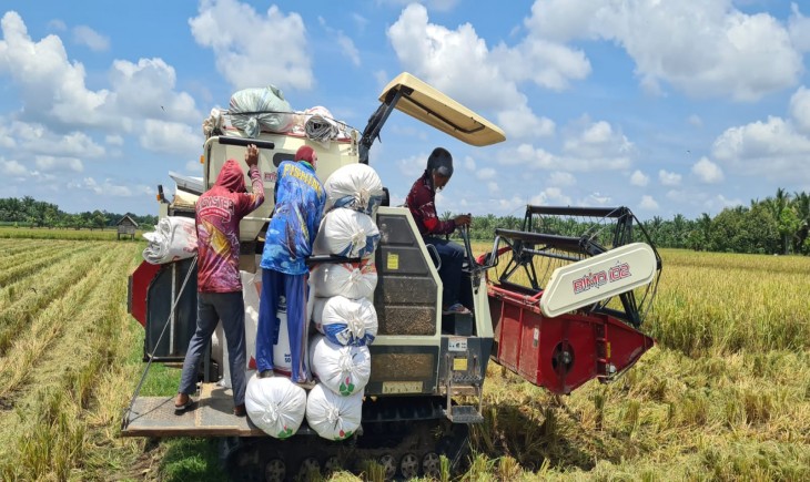BSIP Riau melaksanakan panen padi kegiatan perbenihan di Desa Tuah Indrapura seluas 2,5 ha. (Dok. BSIP Riau)
