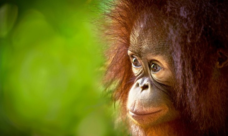 Konservasi Orang Utan diperkuat validasi data dan kolaborasi lintas sektor. (Foto : Pixabay)