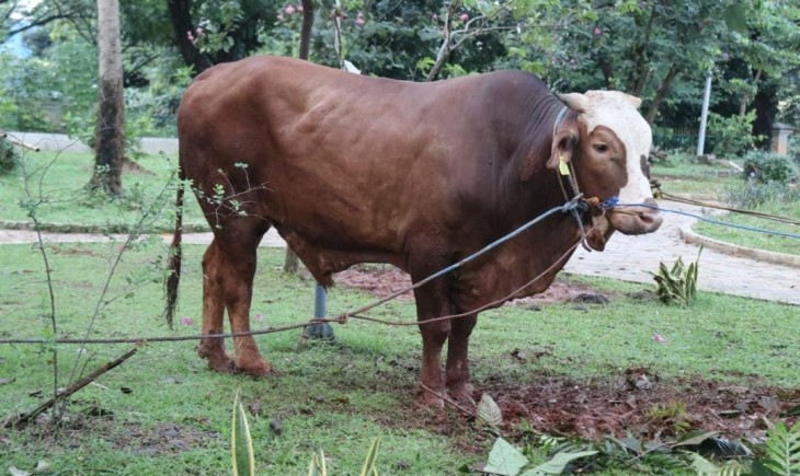 Sapi Limosin Iwan Setiawan (Humas Pemkab)