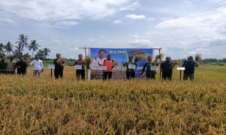 Foto : Ilustrasi Panen Raya Padi.